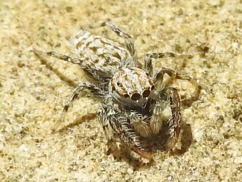 Salticidae da identificare